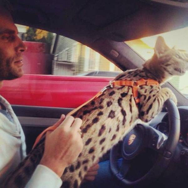 daily picdump 93 pics 29.html - 93 HD Photos | Premium Gallery 2016