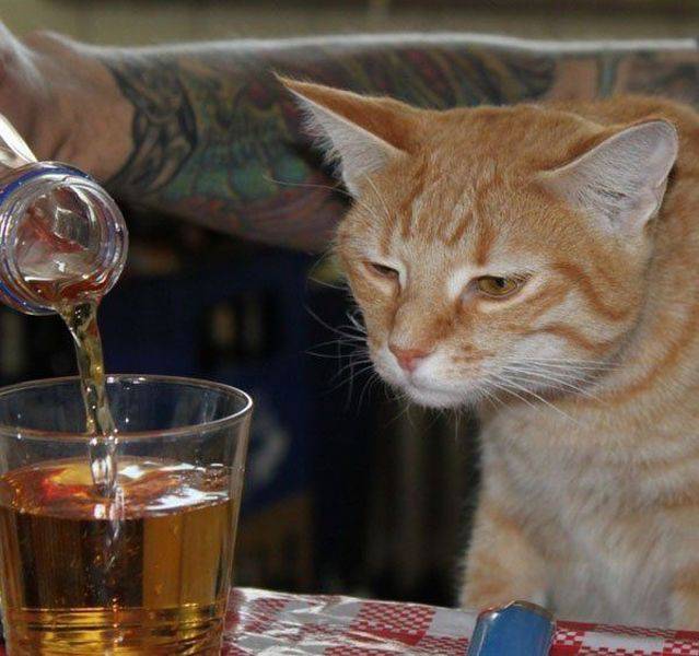 daily picdump weekend edition 61 pics 11.html - 61 HD Photos | Premium Gallery 2016