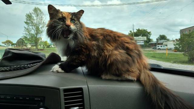 daily picdump weekend edition 61 pics 11.html - 61 HD Photos | Premium Gallery 2016