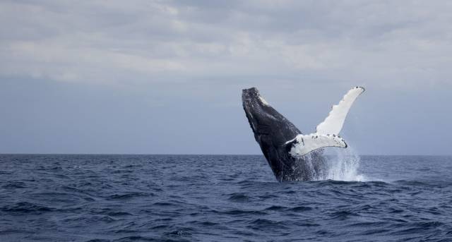 daily picdump 98 pics 13.html - 98 HD Photos | Premium Gallery 2016