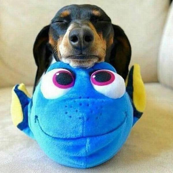 daily picdump 102 pics 25.html - 102 HD Photos | Premium Gallery 2016