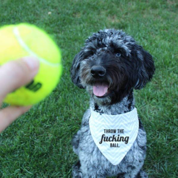 daily picdump weekend edition 74 pics 33.html - 74 HD Photos | Premium Gallery 2016