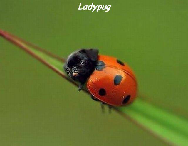 funny picdump 52 pics 22.html - 52 HD Photos | Premium Gallery 2016