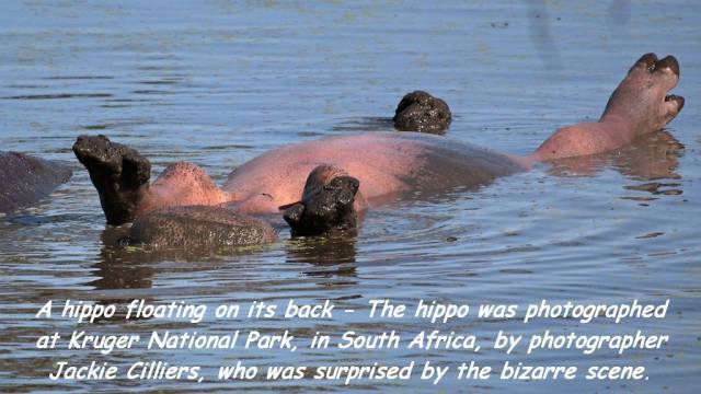 daily picdump 83 pics 42.html - 83 HD Photos | Premium Gallery 2016