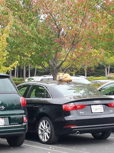 daily picdump 83 pics 42.html - 83 HD Photos | Premium Gallery 2016