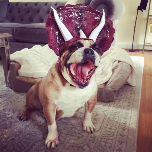 daily picdump 83 pics 42.html - 83 HD Photos | Premium Gallery 2016