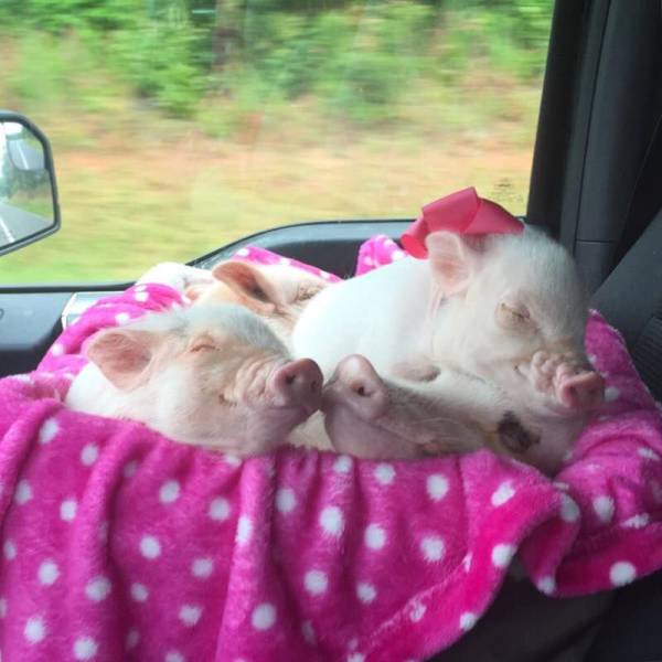 morning picdump 55 pics 3.html - 55 HD Photos | Premium Gallery 2016