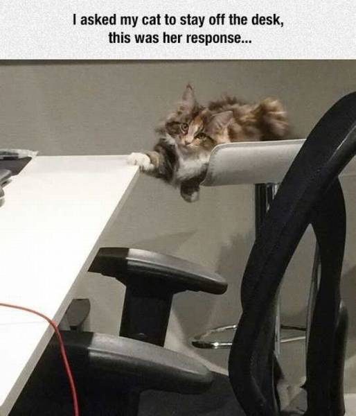 funny picdump 55 pics 14.html - 55 HD Photos | Premium Gallery 2016