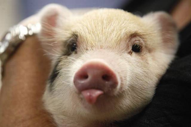 daily picdump weekend edition 75 pics 37.html - 75 HD Photos | Premium Gallery 2016