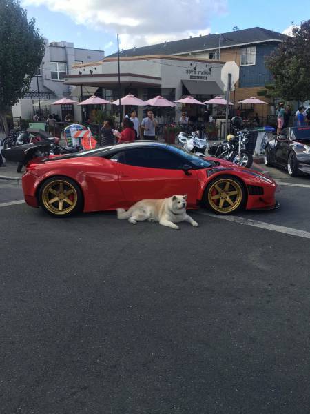 daily picdump 81 pics 4.html - 81 HD Photos | Premium Gallery 2016