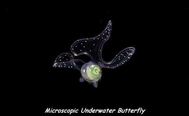 daily picdump 81 pics 40.html - 81 HD Photos | Premium Gallery 2016