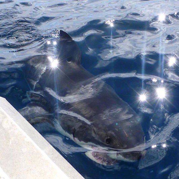 daily picdump weekend edition 65 pics 17.html - 65 HD Photos | Premium Gallery 2016