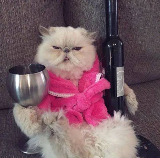 daily picdump weekend edition 65 pics 17.html - 65 HD Photos | Premium Gallery 2016