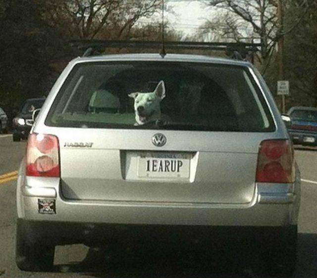 daily picdump 91 pics 39.html - 91 HD Photos | Premium Gallery 2016