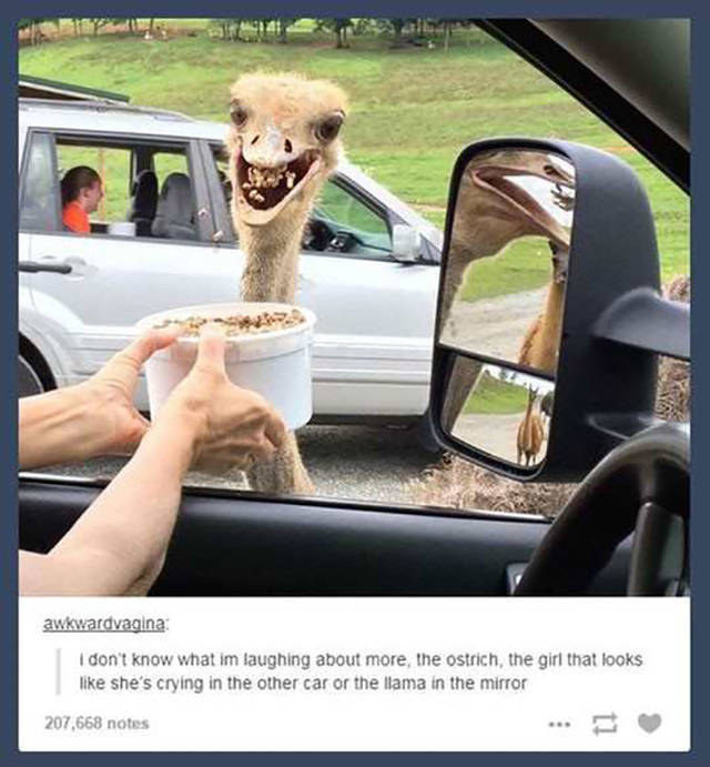 funny picdump 55 pics 4.html - 55 HD Photos | Premium Gallery 2016