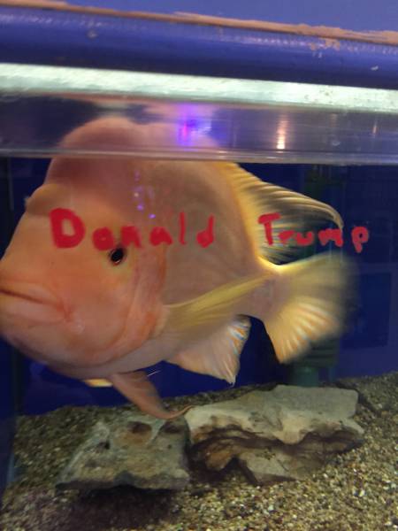 daily picdump weekend edition 74 pics 13.html - 74 HD Photos | Premium Gallery 2016