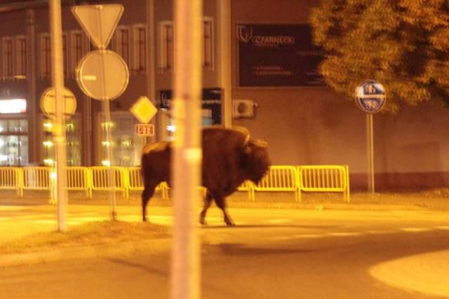 daily picdump 88 pics 24.html - 88 HD Photos | Premium Gallery 2016