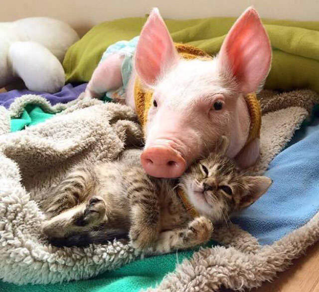 daily picdump 88 pics 24.html - 88 HD Photos | Premium Gallery 2016