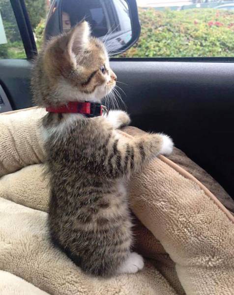 daily picdump weekend edition 54 pics 5.html - 54 HD Photos | Premium Gallery 2016