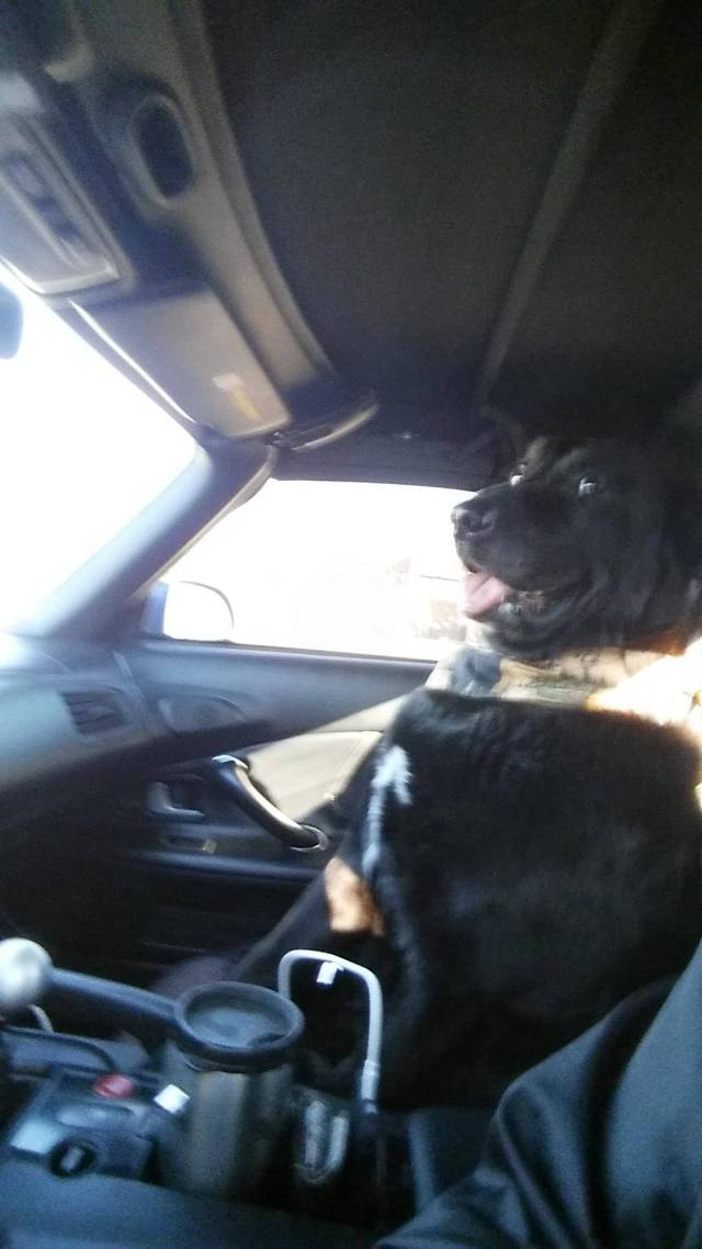 daily picdump weekend edition 54 pics 5.html - 54 HD Photos | Premium Gallery 2016