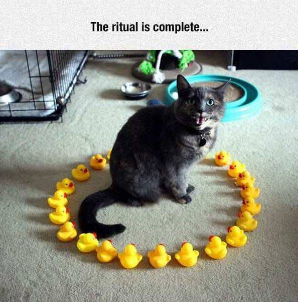 daily picdump 90 pics 2.html - 90 HD Photos | Premium Gallery 2016