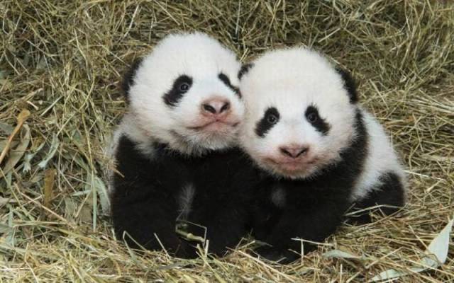 daily picdump 90 pics 2.html - 90 HD Photos | Premium Gallery 2016