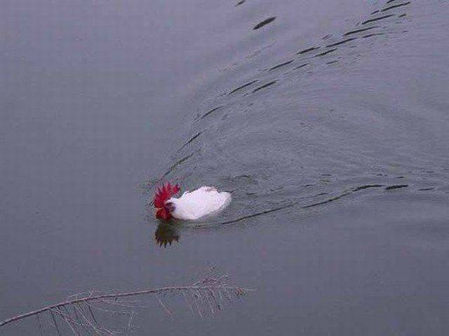 daily picdump 88 pics 30.html - 88 HD Photos | Premium Gallery 2016