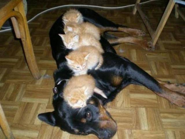 daily picdump 99 pics 9.html - 99 HD Photos | Premium Gallery 2016