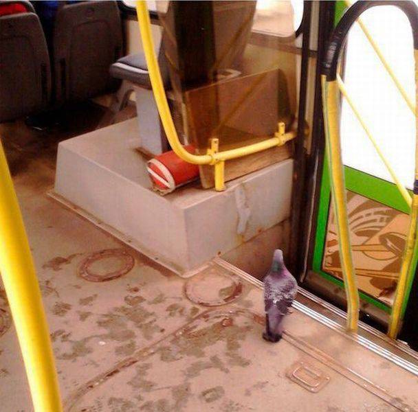 daily picdump 99 pics 9.html - 99 HD Photos | Premium Gallery 2016