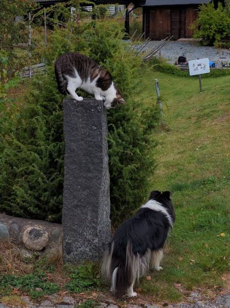 Daily Picdump