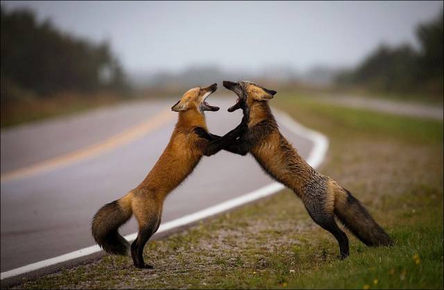 Daily Picdump