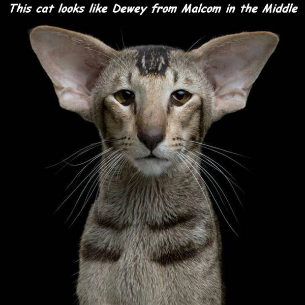 daily picdump 105 pics 10.html - 105 HD Photos | Premium Gallery 2016