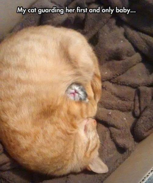 daily picdump 96 pics 25.html - 96 HD Photos | Premium Gallery 2016