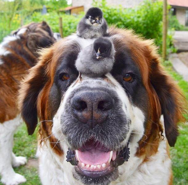 daily picdump 96 pics 25.html - 96 HD Photos | Premium Gallery 2016