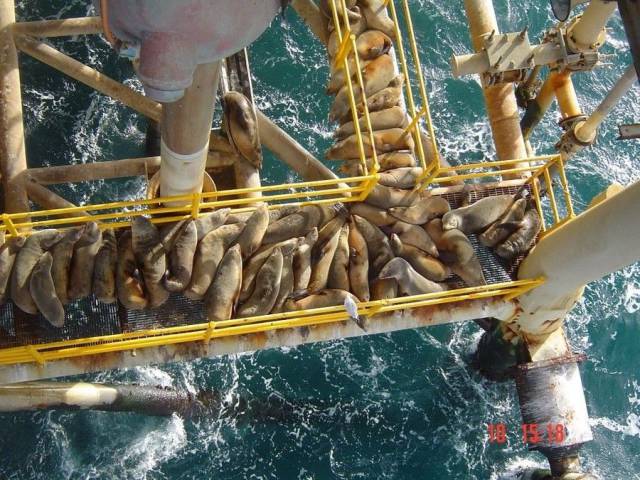 daily picdump 95 pics 9.html - 95 HD Photos | Premium Gallery 2016