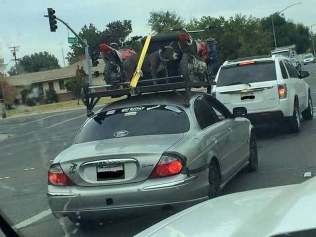 daily picdump 97 pics 9.html - 97 HD Photos | Premium Gallery 2016