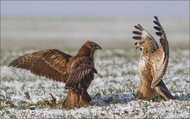 daily picdump 97 pics 9.html - 97 HD Photos | Premium Gallery 2016