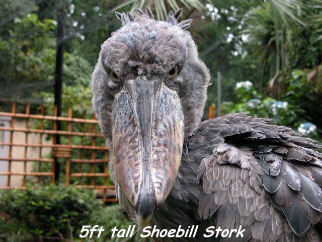 daily picdump 96 pics 2.html - 96 HD Photos | Premium Gallery 2016