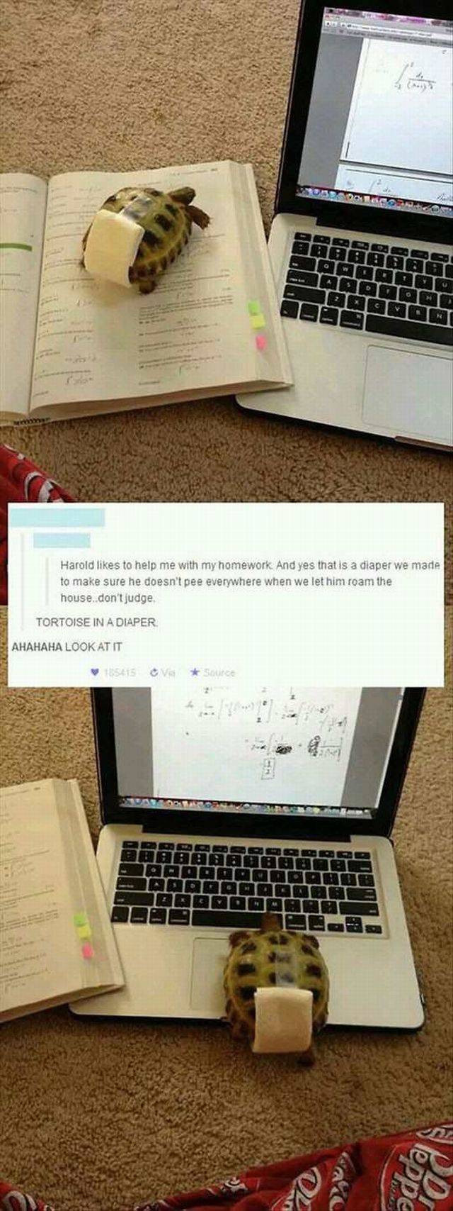 daily picdump 96 pics 2.html - 96 HD Photos | Premium Gallery 2016