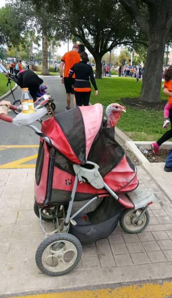 daily picdump 100 pics 11.html - 100 HD Photos | Premium Gallery 2016