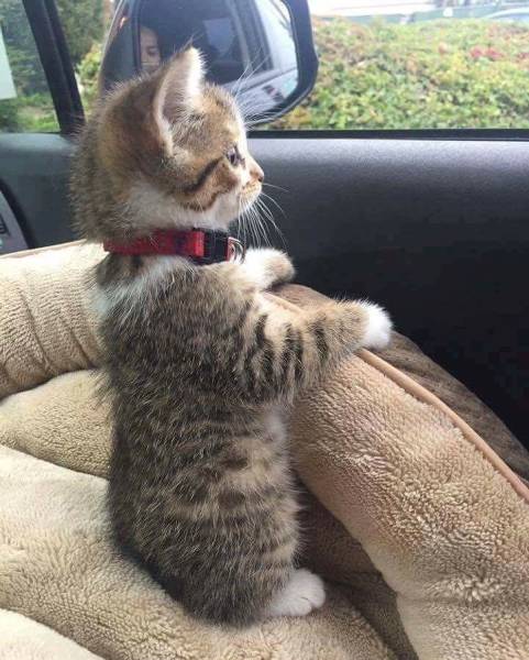 daily picdump 100 pics 11.html - 100 HD Photos | Premium Gallery 2016