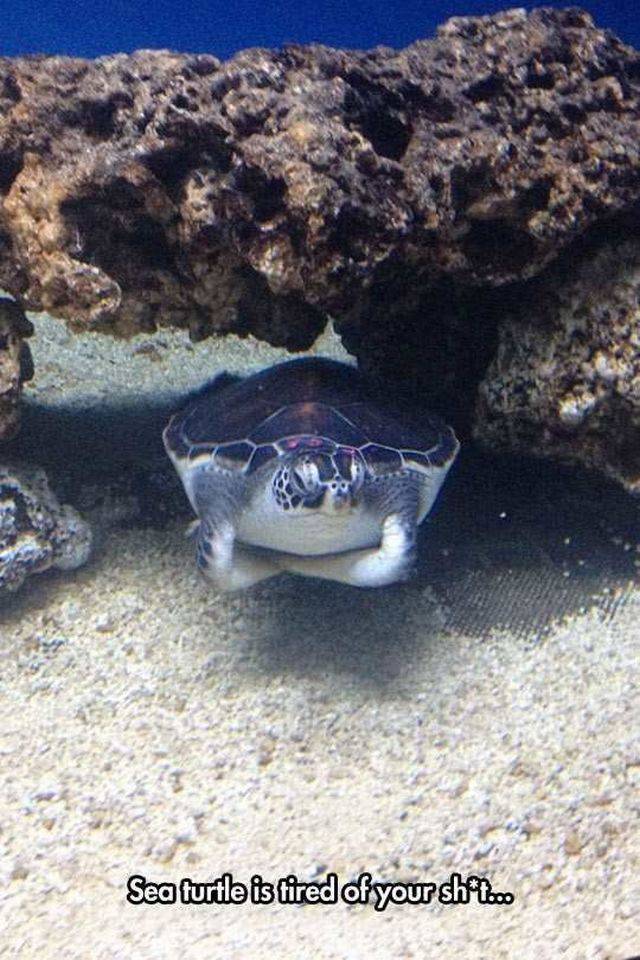 daily picdump 100 pics 11.html - 100 HD Photos | Premium Gallery 2016