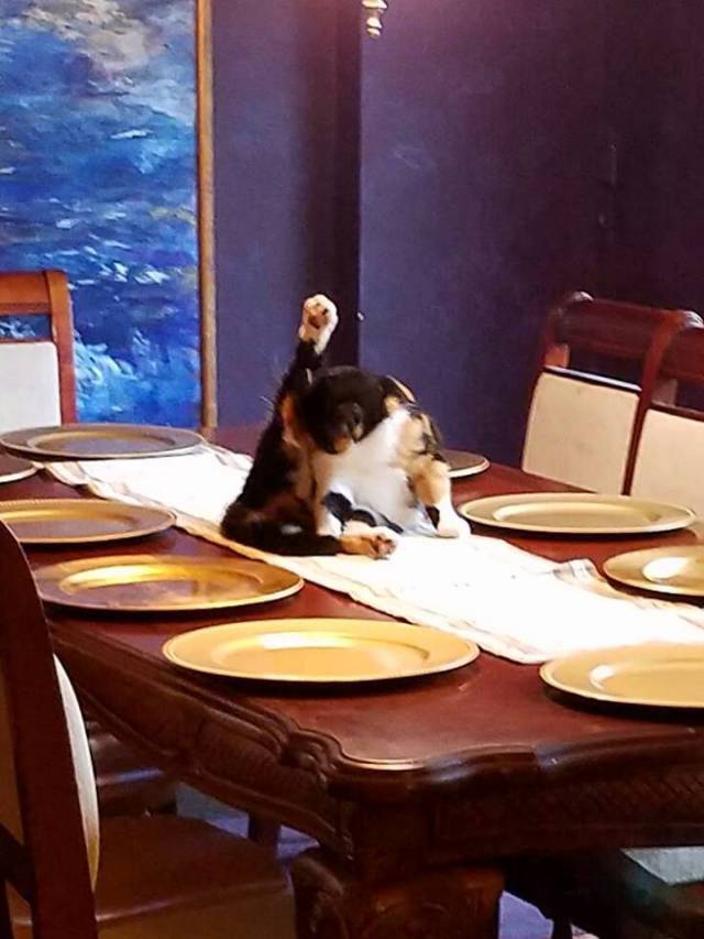 daily picdump weekend edition 52 pics 10.html - 52 HD Photos | Premium Gallery 2016