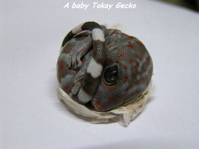 daily picdump 94 pics 33.html - 94 HD Photos | Premium Gallery 2016