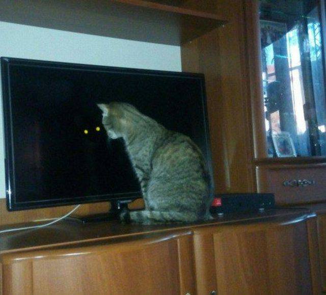 daily picdump 94 pics 33.html - 94 HD Photos | Premium Gallery 2016