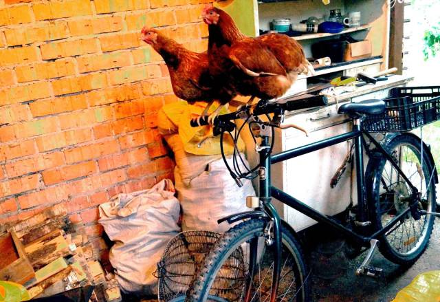 daily picdump weekend edition 69 pics 9.html - 69 HD Photos | Premium Gallery 2016