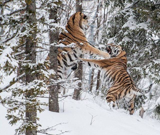 daily picdump 98 pics 9.html - 98 HD Photos | Premium Gallery 2016