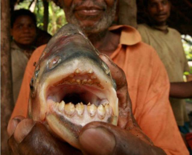 daily picdump 98 pics 9.html - 98 HD Photos | Premium Gallery 2016