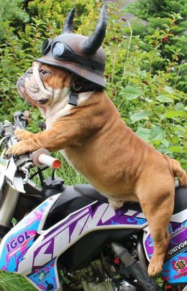 daily picdump 100 pics 2.html - 100 HD Photos | Premium Gallery 2016