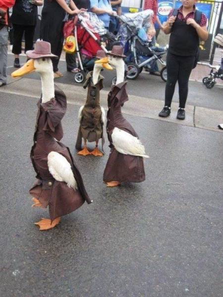 daily picdump 100 pics 2.html - 100 HD Photos | Premium Gallery 2016